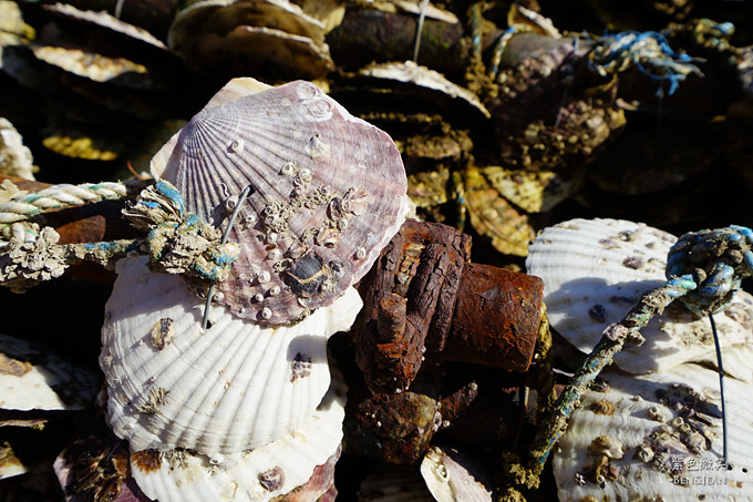 日本宮城縣~三陸海岸出海採牡蠣，感受食材新鮮好滋味 @紫色微笑 Ben&amp;Jean 饗樂生活