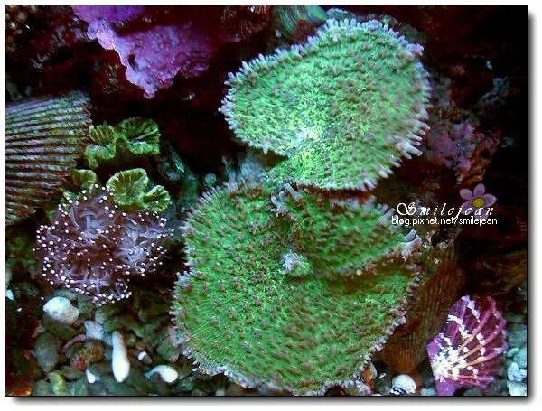 海水缸養殖日記～綠毛菇分裂為二，真的生了 @紫色微笑 Ben&amp;Jean 饗樂生活