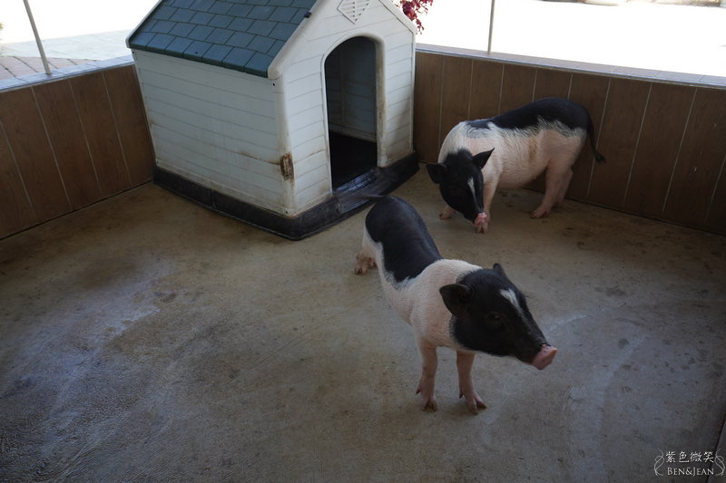 嘉義景點》三隻小豬觀光農場~超可愛動物農場適合親子遊！也有不少戶外遊戲，玩一天也不累 @紫色微笑 Ben&amp;Jean 饗樂生活
