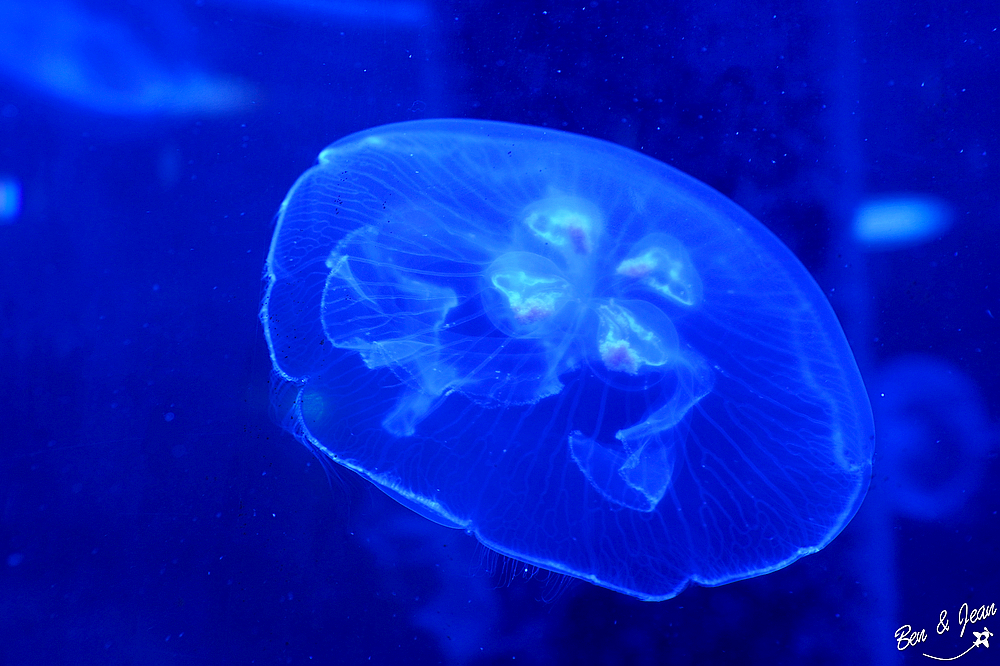 潮境智能海洋館 i OCEAN》五大展區，療癒水母悠游、7米高大洋缸、5G沉浸式互動玩VR (最新優惠、交通)基隆景點 @紫色微笑 Ben&amp;Jean 饗樂生活