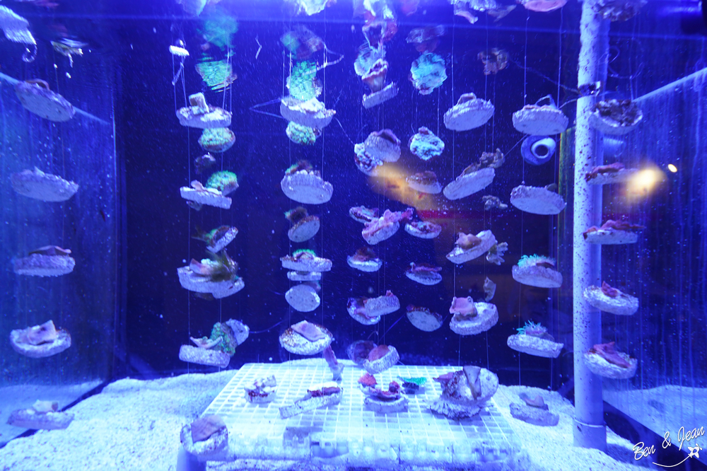 基隆景點》潮境智能海洋館 i OCEAN~五大展區，療癒水母悠游、超7米高大洋缸、5G沉浸式互動玩VR （優惠門票票價、線上預約、停車場地圖） @紫色微笑 Ben&amp;Jean 饗樂生活
