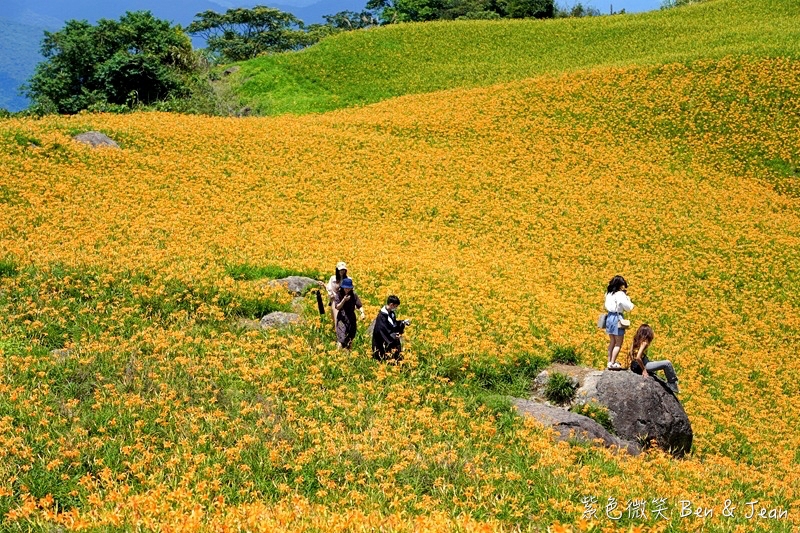 【六十石山金針花海】2025金針花必拍十大景點、最新花況！交通管制、美食住宿攻略 @紫色微笑 Ben Jean 饗樂生活