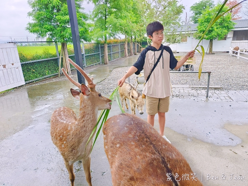 星寶鄉間小路體驗農場》呆萌迷你驢梅花鹿，星寶蔥農場優惠門票交通，三星鄉二日遊行程超讚 @紫色微笑 Ben&amp;Jean 饗樂生活