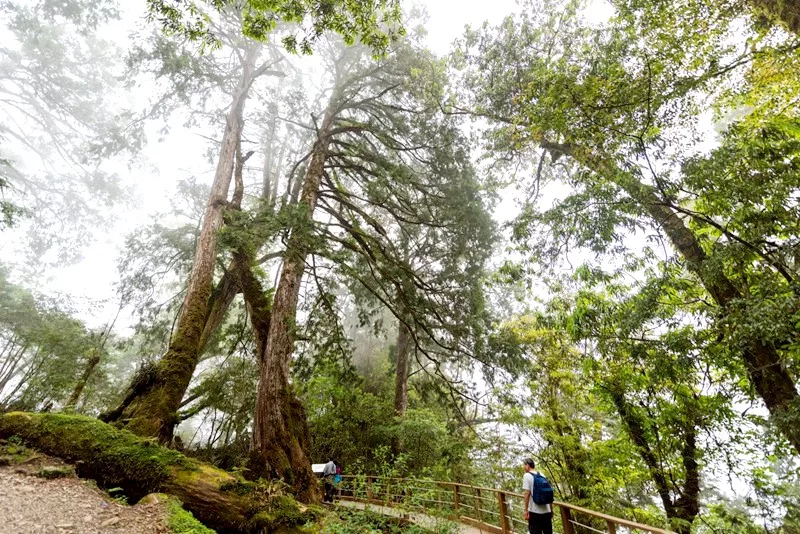 【宜蘭大同鄉景點美食】太平山12個必去秘境步道.地熱溫泉.必吃美食一次收集！ @紫色微笑 Ben Jean 饗樂生活