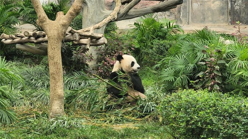 【澳門自由行4天3夜】2025澳門景點行程必吃美食推薦！輕軌交通＆優惠門票 @紫色微笑 Ben Jean 饗樂生活