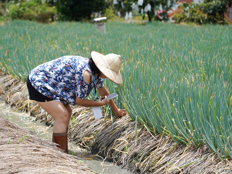 「一日蔥農」「一日製茶師」玩出更有深度的北台灣農遊趣 @紫色微笑 Ben Jean 饗樂生活