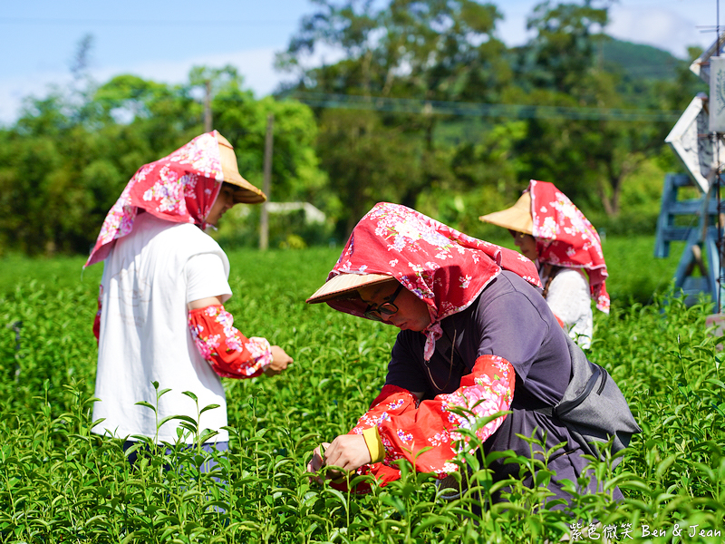 「一日蔥農」「一日製茶師」玩出更有深度的北台灣農遊趣 @紫色微笑 Ben Jean 饗樂生活