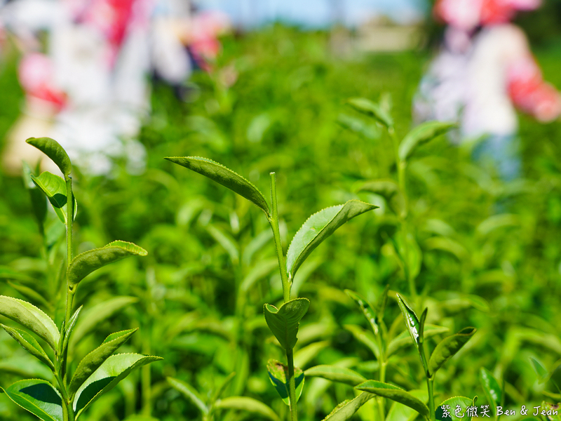 「一日蔥農」「一日製茶師」玩出更有深度的北台灣農遊趣 @紫色微笑 Ben Jean 饗樂生活