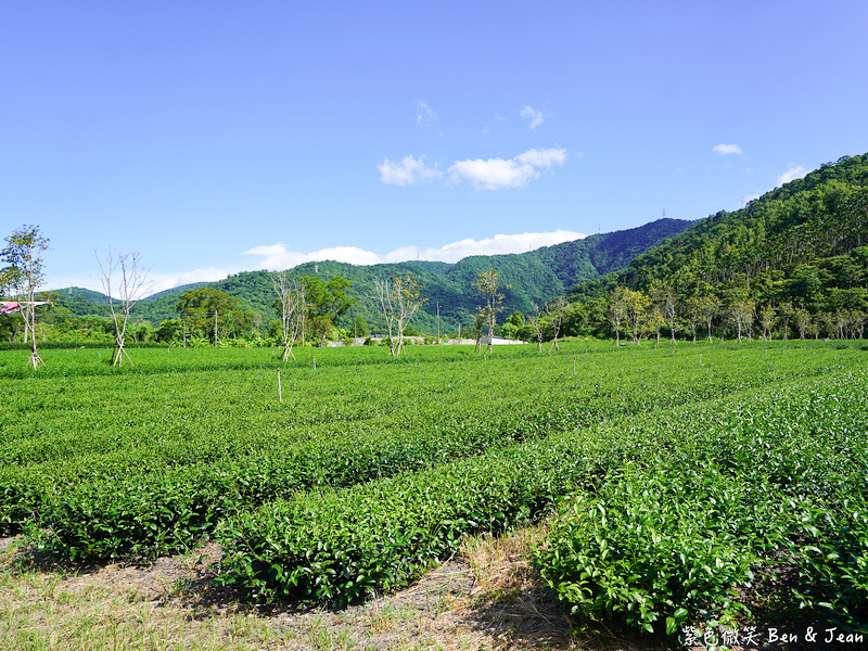 「一日蔥農」「一日製茶師」玩出更有深度的北台灣農遊趣 @紫色微笑 Ben Jean 饗樂生活
