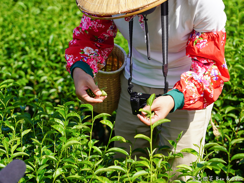 「一日蔥農」「一日製茶師」玩出更有深度的北台灣農遊趣 @紫色微笑 Ben Jean 饗樂生活