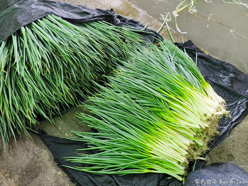「一日蔥農」「一日製茶師」玩出更有深度的北台灣農遊趣 @紫色微笑 Ben Jean 饗樂生活