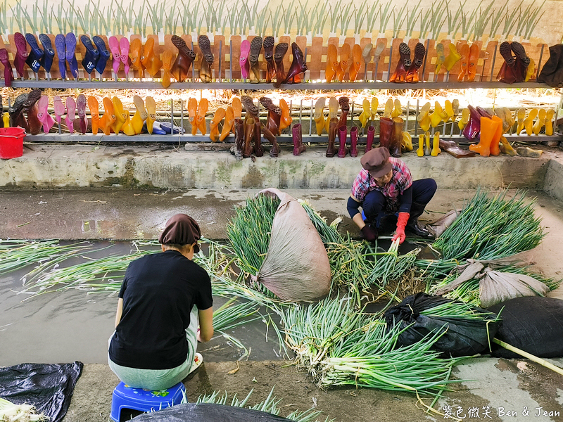 「一日蔥農」「一日製茶師」玩出更有深度的北台灣農遊趣 @紫色微笑 Ben Jean 饗樂生活