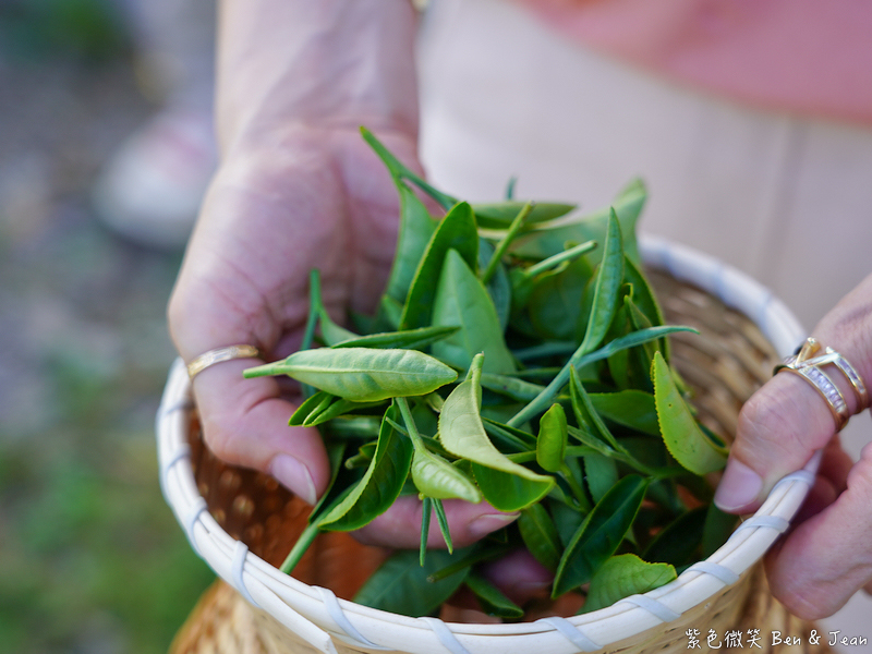「一日蔥農」「一日製茶師」玩出更有深度的北台灣農遊趣 @紫色微笑 Ben Jean 饗樂生活