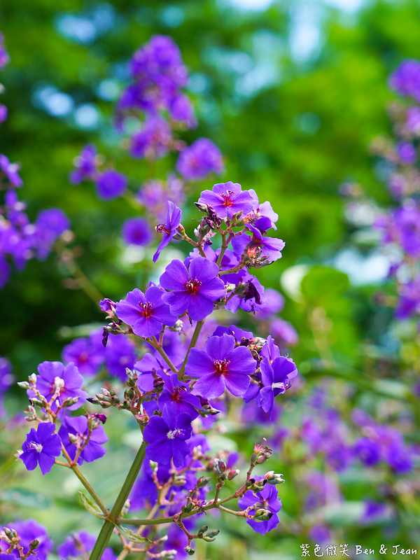 【香格里拉休閒農場】古早童玩有趣又好玩，檜木裝修自然香氛，夏日銀絨牡丹季正熱門 @紫色微笑 Ben Jean 饗樂生活