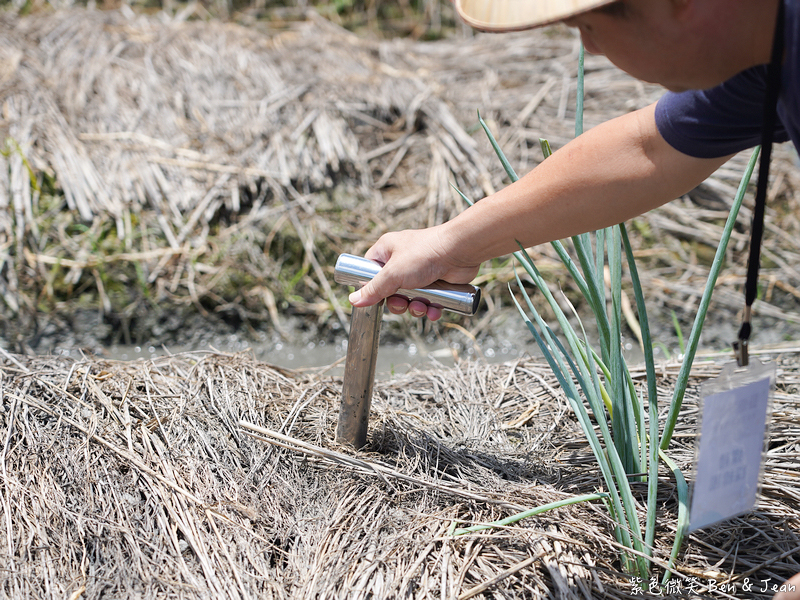 「一日蔥農」「一日製茶師」玩出更有深度的北台灣農遊趣 @紫色微笑 Ben Jean 饗樂生活