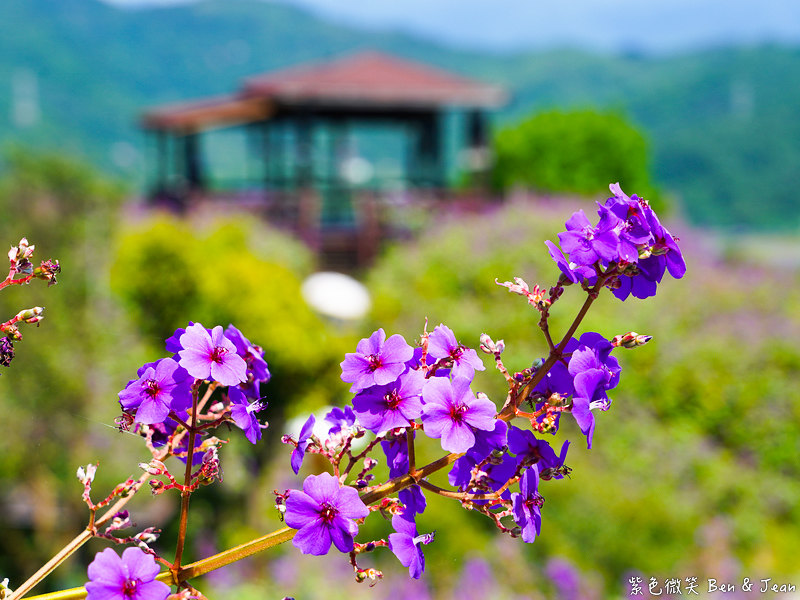 【香格里拉休閒農場】古早童玩有趣又好玩，檜木裝修自然香氛，夏日銀絨牡丹季正熱門 @紫色微笑 Ben Jean 饗樂生活