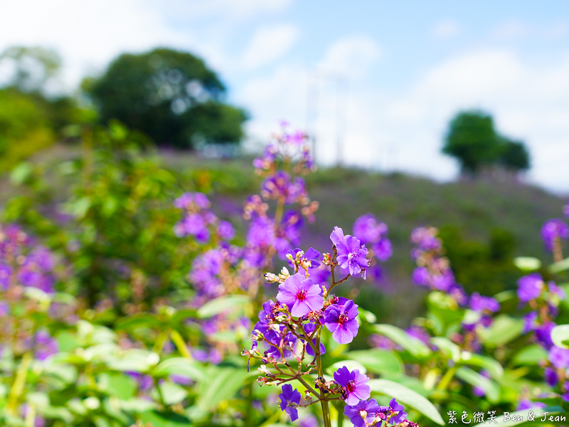 【香格里拉休閒農場】古早童玩有趣又好玩，檜木裝修自然香氛，夏日銀絨牡丹季正熱門 @紫色微笑 Ben Jean 饗樂生活