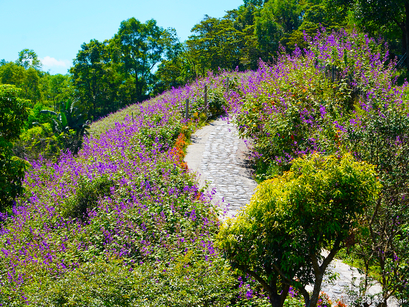 【香格里拉休閒農場】古早童玩有趣又好玩，檜木裝修自然香氛，夏日銀絨牡丹季正熱門 @紫色微笑 Ben Jean 饗樂生活