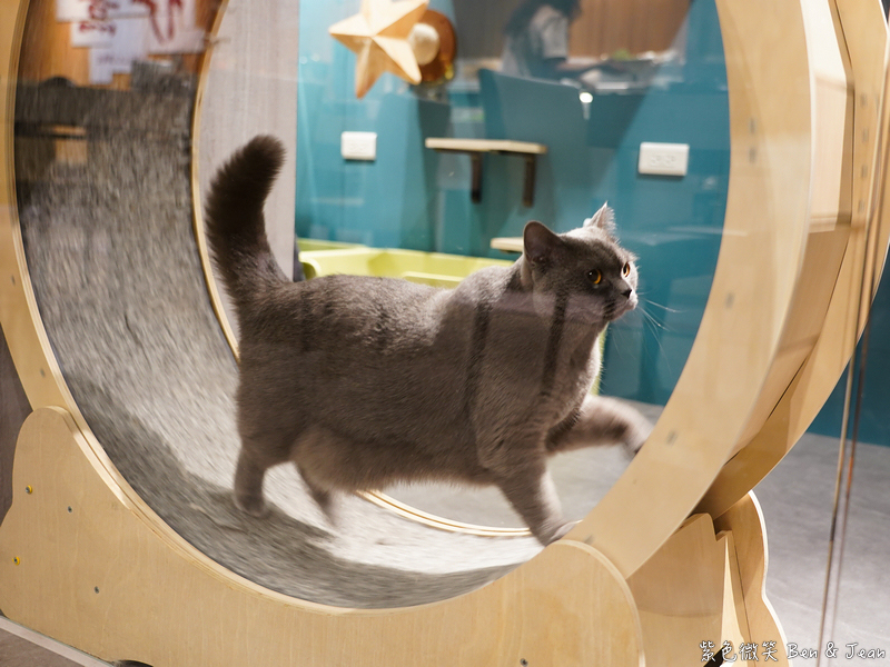 【伊熹鍋物】宜蘭羅東林場療癒系火鍋!可愛貓咪陪吃、Google 4.9星高評價美食 @紫色微笑 Ben Jean 饗樂生活 【伊熹鍋物】宜蘭羅東林場療癒系火鍋!可愛貓咪陪吃、Google 4.9星高評價美食 @紫色微笑 Ben Jean 饗樂生活