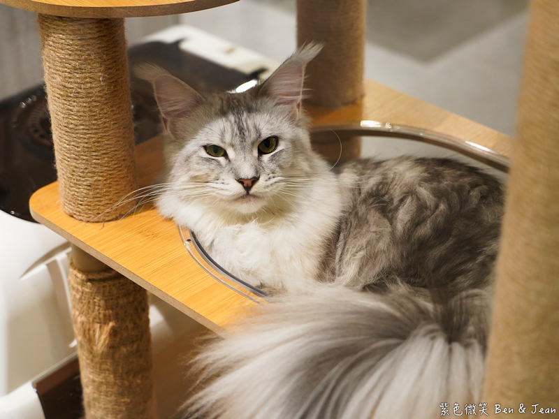 【伊熹鍋物】宜蘭羅東林場療癒系火鍋!可愛貓咪陪吃、Google 4.9星高評價美食 @紫色微笑 Ben Jean 饗樂生活 【伊熹鍋物】宜蘭羅東林場療癒系火鍋!可愛貓咪陪吃、Google 4.9星高評價美食 @紫色微笑 Ben Jean 饗樂生活