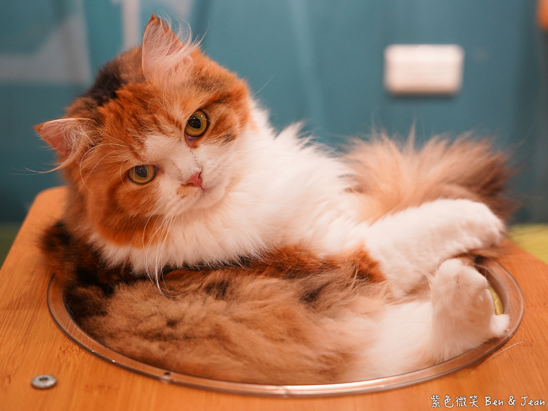 【伊熹鍋物】宜蘭羅東林場療癒系火鍋!可愛貓咪陪吃、Google 4.9星高評價美食 @紫色微笑 Ben Jean 饗樂生活