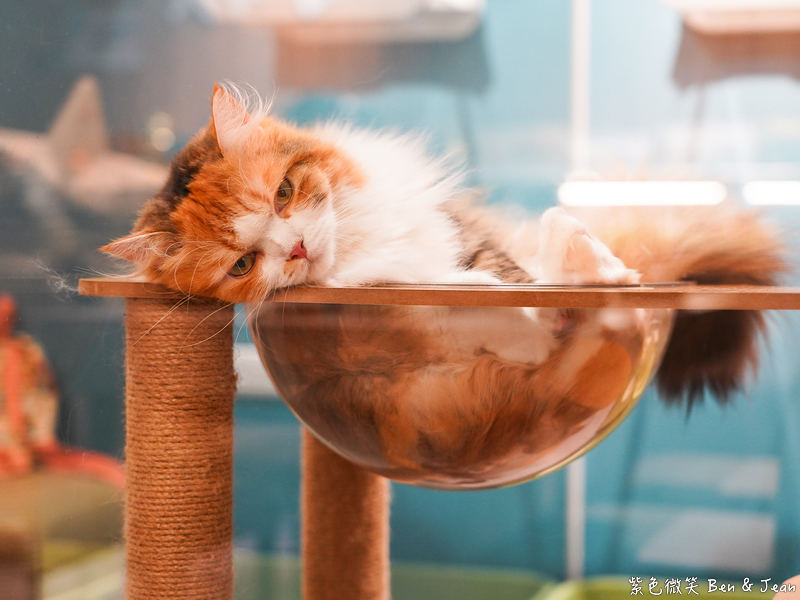 【伊熹鍋物】宜蘭羅東林場療癒系火鍋!可愛貓咪陪吃、Google 4.9星高評價美食 @紫色微笑 Ben Jean 饗樂生活