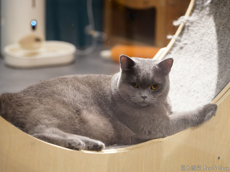 【伊熹鍋物】宜蘭羅東林場療癒系火鍋!可愛貓咪陪吃、Google 4.9星高評價美食 @紫色微笑 Ben Jean 饗樂生活