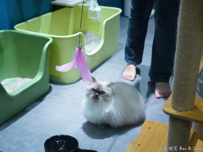 【伊熹鍋物】宜蘭羅東林場療癒系火鍋!可愛貓咪陪吃、Google 4.9星高評價美食 @紫色微笑 Ben Jean 饗樂生活 【伊熹鍋物】宜蘭羅東林場療癒系火鍋!可愛貓咪陪吃、Google 4.9星高評價美食 @紫色微笑 Ben Jean 饗樂生活