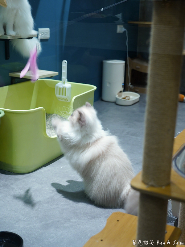 【伊熹鍋物】宜蘭羅東林場療癒系火鍋!可愛貓咪陪吃、Google 4.9星高評價美食 @紫色微笑 Ben Jean 饗樂生活