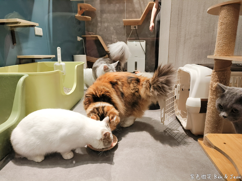 【伊熹鍋物】宜蘭羅東林場療癒系火鍋!可愛貓咪陪吃、Google 4.9星高評價美食 @紫色微笑 Ben Jean 饗樂生活