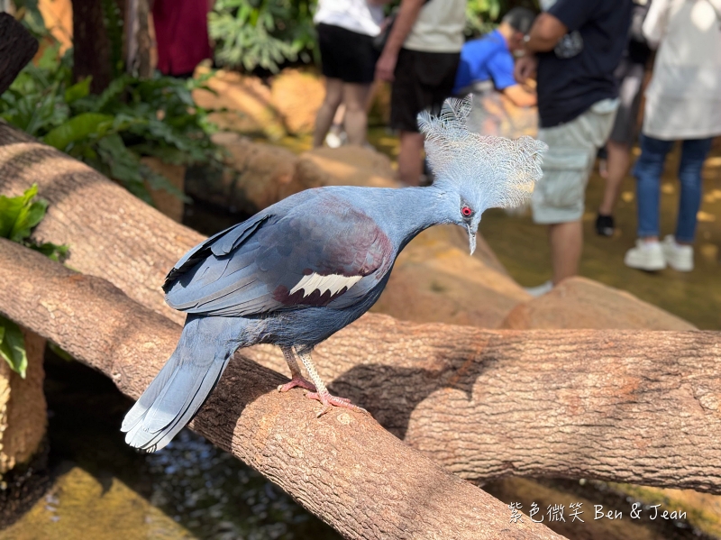 【蘭陽動植物王國】宜蘭必玩農場TOP13推薦+門票優惠!鵜鶘.樹懶.食蟻獸.泰迪羊.袋鼠.龍貓.冠鴿一次看 @紫色微笑 Ben Jean 饗樂生活 【蘭陽動植物王國】宜蘭必玩農場TOP13推薦+門票優惠!鵜鶘.樹懶.食蟻獸.泰迪羊.袋鼠.龍貓.冠鴿一次看 @紫色微笑 Ben Jean 饗樂生活