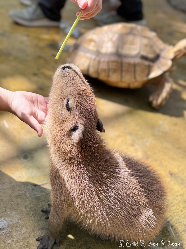 【蘭陽動植物王國】宜蘭必玩農場TOP13推薦+門票優惠!鵜鶘.樹懶.食蟻獸.泰迪羊.袋鼠.龍貓.冠鴿一次看 @紫色微笑 Ben Jean 饗樂生活 【蘭陽動植物王國】宜蘭必玩農場TOP13推薦+門票優惠!鵜鶘.樹懶.食蟻獸.泰迪羊.袋鼠.龍貓.冠鴿一次看 @紫色微笑 Ben Jean 饗樂生活
