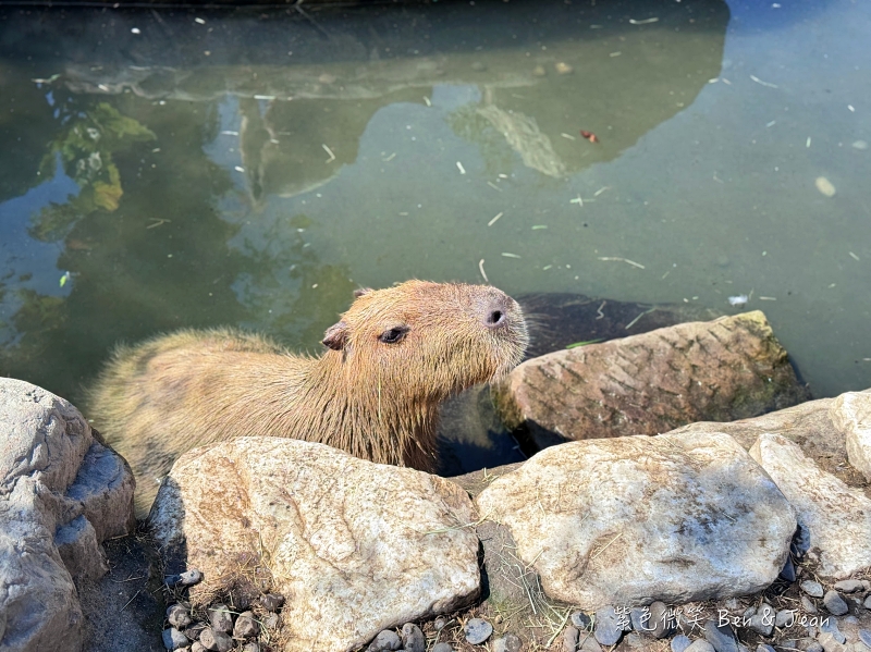 【蘭陽動植物王國】宜蘭必玩農場TOP13推薦+門票優惠!鵜鶘.樹懶.食蟻獸.泰迪羊.袋鼠.龍貓.冠鴿一次看 @紫色微笑 Ben Jean 饗樂生活 【蘭陽動植物王國】宜蘭必玩農場TOP13推薦+門票優惠!鵜鶘.樹懶.食蟻獸.泰迪羊.袋鼠.龍貓.冠鴿一次看 @紫色微笑 Ben Jean 饗樂生活