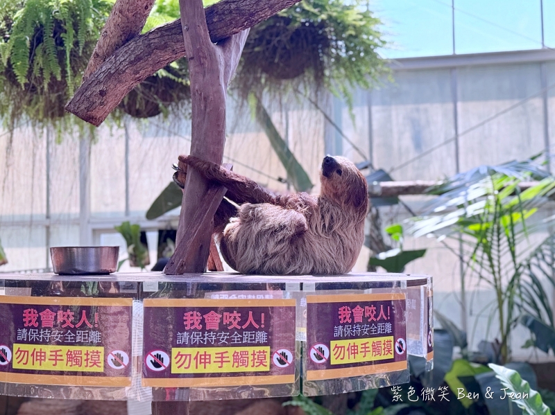 【蘭陽動植物王國】宜蘭必玩農場TOP13推薦+門票優惠!鵜鶘.樹懶.食蟻獸.泰迪羊.袋鼠.龍貓.冠鴿一次看 @紫色微笑 Ben Jean 饗樂生活 【蘭陽動植物王國】宜蘭必玩農場TOP13推薦+門票優惠!鵜鶘.樹懶.食蟻獸.泰迪羊.袋鼠.龍貓.冠鴿一次看 @紫色微笑 Ben Jean 饗樂生活