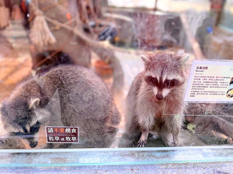 【蘭陽動植物王國】宜蘭必玩農場TOP13推薦+門票優惠!鵜鶘.樹懶.食蟻獸.泰迪羊.袋鼠.龍貓.冠鴿一次看 @紫色微笑 Ben Jean 饗樂生活 【蘭陽動植物王國】宜蘭必玩農場TOP13推薦+門票優惠!鵜鶘.樹懶.食蟻獸.泰迪羊.袋鼠.龍貓.冠鴿一次看 @紫色微笑 Ben Jean 饗樂生活