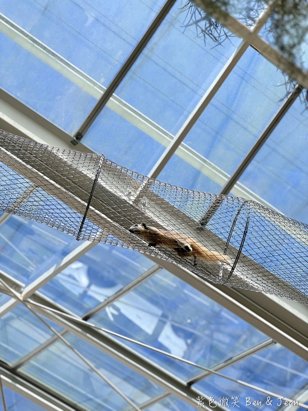 【蘭陽動植物王國】宜蘭必玩農場TOP13推薦+門票優惠!鵜鶘.樹懶.食蟻獸.泰迪羊.袋鼠.龍貓.冠鴿一次看 @紫色微笑 Ben Jean 饗樂生活 【蘭陽動植物王國】宜蘭必玩農場TOP13推薦+門票優惠!鵜鶘.樹懶.食蟻獸.泰迪羊.袋鼠.龍貓.冠鴿一次看 @紫色微笑 Ben Jean 饗樂生活