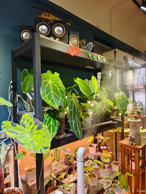 【森驛pasta】義大利麵.燉飯.焗烤專賣店與寵物友善餐廳，客製化美味與綠意空間 @紫色微笑 Ben Jean 饗樂生活