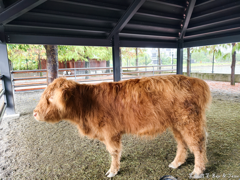 【樹懶餐廳萌寵農場 】超萌室內動物區 x 鵜鶘餵食秀 x精采DIY，晴雨皆宜的親子夢幻樂園part 2 @紫色微笑 Ben Jean 饗樂生活