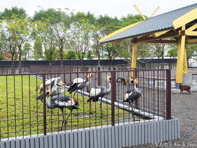 【樹懶餐廳萌寵農場 】超萌室內動物區 x 鵜鶘餵食秀 x精采DIY，晴雨皆宜的親子夢幻樂園part 2 @紫色微笑 Ben Jean 饗樂生活