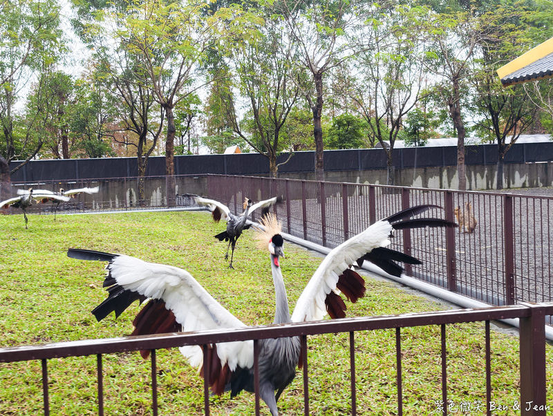 【樹懶餐廳萌寵農場 】超萌室內動物區 x 鵜鶘餵食秀 x精采DIY，晴雨皆宜的親子夢幻樂園part 2 @紫色微笑 Ben Jean 饗樂生活