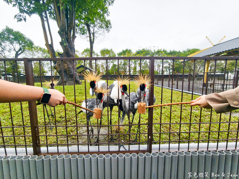 【樹懶餐廳萌寵農場 】超萌室內動物區 x 鵜鶘餵食秀 x精采DIY，晴雨皆宜的親子夢幻樂園part 2 @紫色微笑 Ben Jean 饗樂生活