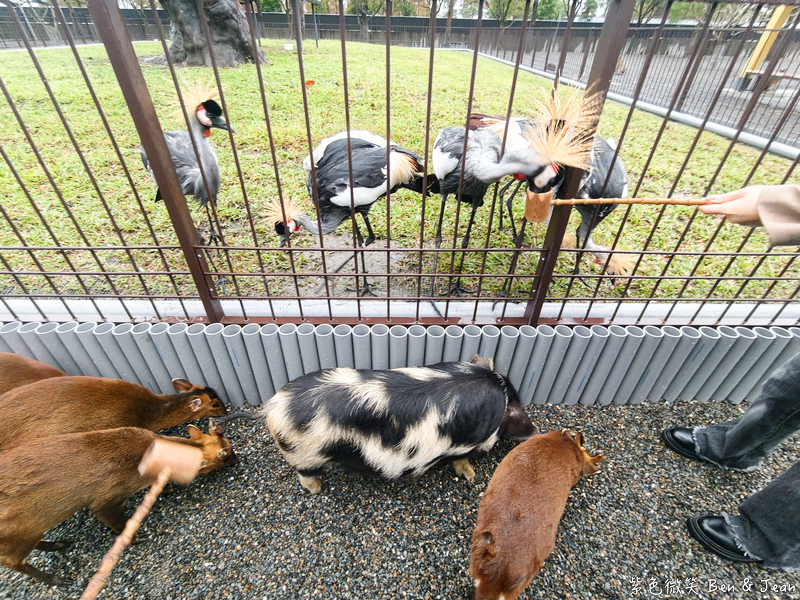 【樹懶餐廳萌寵農場 】超萌室內動物區 x 鵜鶘餵食秀 x精采DIY，晴雨皆宜的親子夢幻樂園part 2 @紫色微笑 Ben Jean 饗樂生活