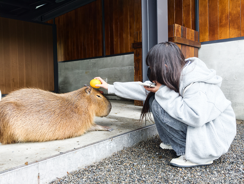 【樹懶餐廳萌寵農場 】超萌室內動物區 x 鵜鶘餵食秀 x精采DIY，晴雨皆宜的親子夢幻樂園part 2 @紫色微笑 Ben Jean 饗樂生活