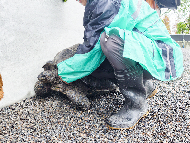 【樹懶餐廳萌寵農場 】超萌室內動物區 x 鵜鶘餵食秀 x精采DIY，晴雨皆宜的親子夢幻樂園part 2 @紫色微笑 Ben Jean 饗樂生活