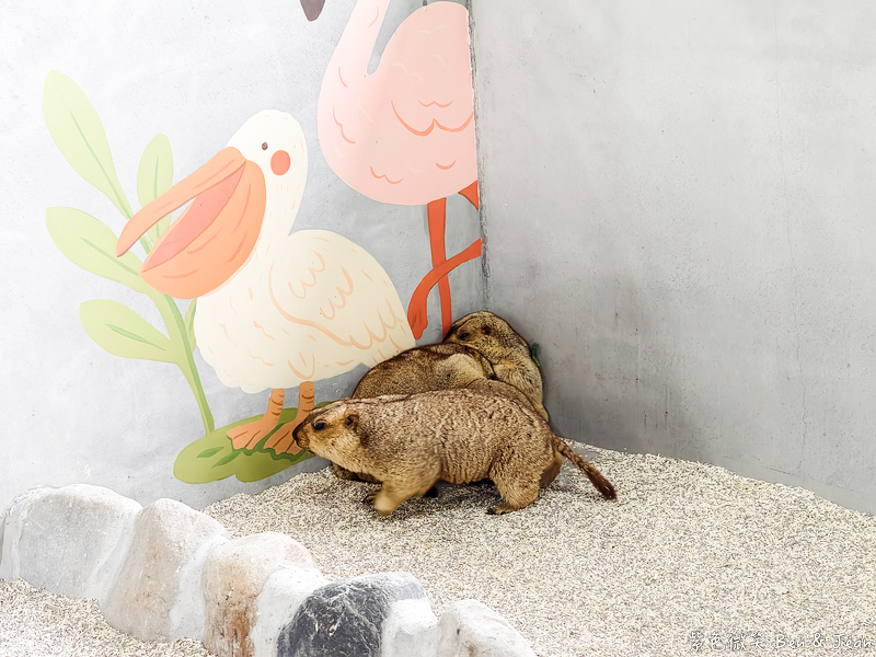【樹懶餐廳萌寵農場 】超萌室內動物區 x 鵜鶘餵食秀 x精采DIY，晴雨皆宜的親子夢幻樂園part 2 @紫色微笑 Ben Jean 饗樂生活