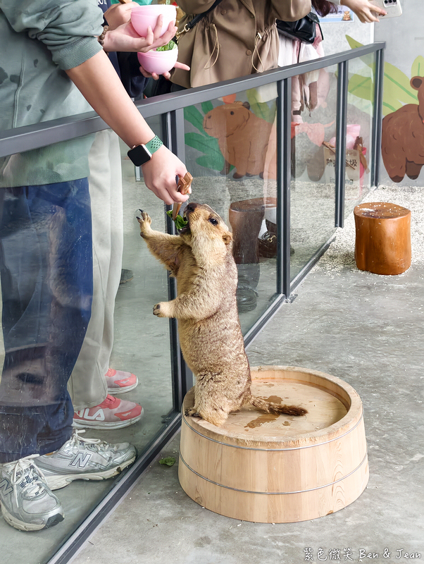 【樹懶餐廳萌寵農場 】超萌室內動物區 x 鵜鶘餵食秀 x精采DIY，晴雨皆宜的親子夢幻樂園part 2 @紫色微笑 Ben Jean 饗樂生活