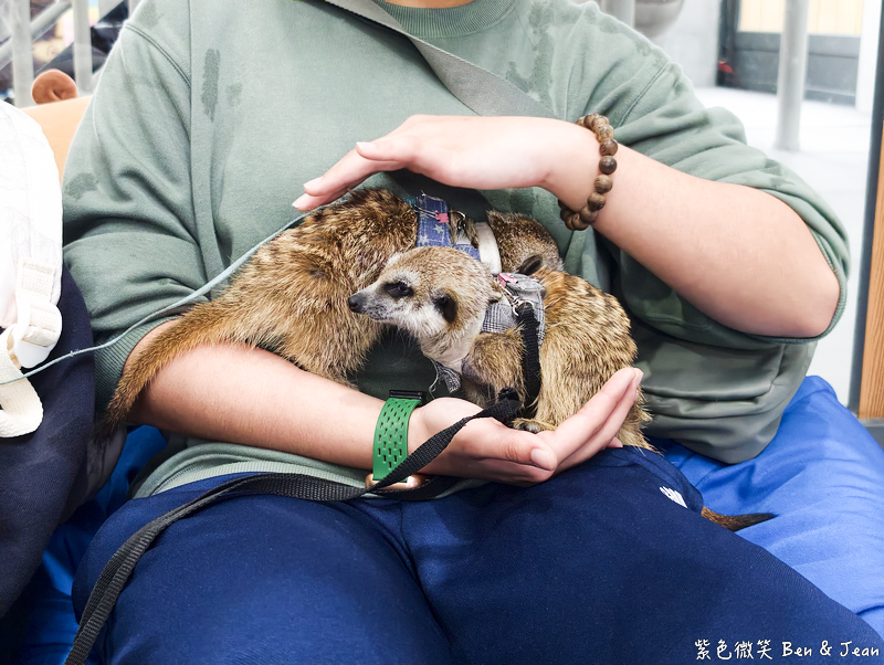 【樹懶餐廳萌寵農場 】超萌室內動物區 x 鵜鶘餵食秀 x精采DIY，晴雨皆宜的親子夢幻樂園part 2 @紫色微笑 Ben Jean 饗樂生活