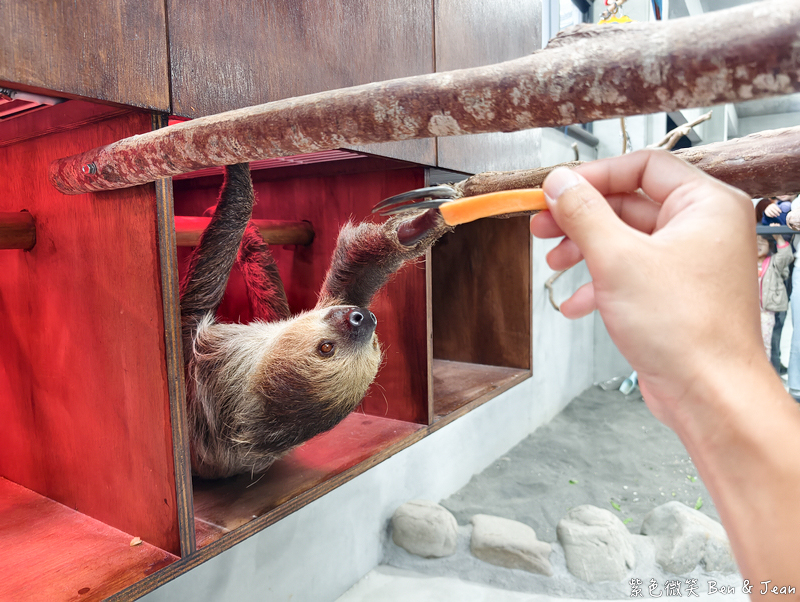 【樹懶餐廳萌寵農場 】超萌室內動物區 x 鵜鶘餵食秀 x精采DIY，晴雨皆宜的親子夢幻樂園part 2 @紫色微笑 Ben Jean 饗樂生活