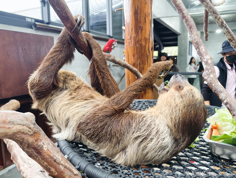 【樹懶餐廳萌寵農場 】超萌室內動物區 x 鵜鶘餵食秀 x精采DIY，晴雨皆宜的親子夢幻樂園part 2 @紫色微笑 Ben Jean 饗樂生活