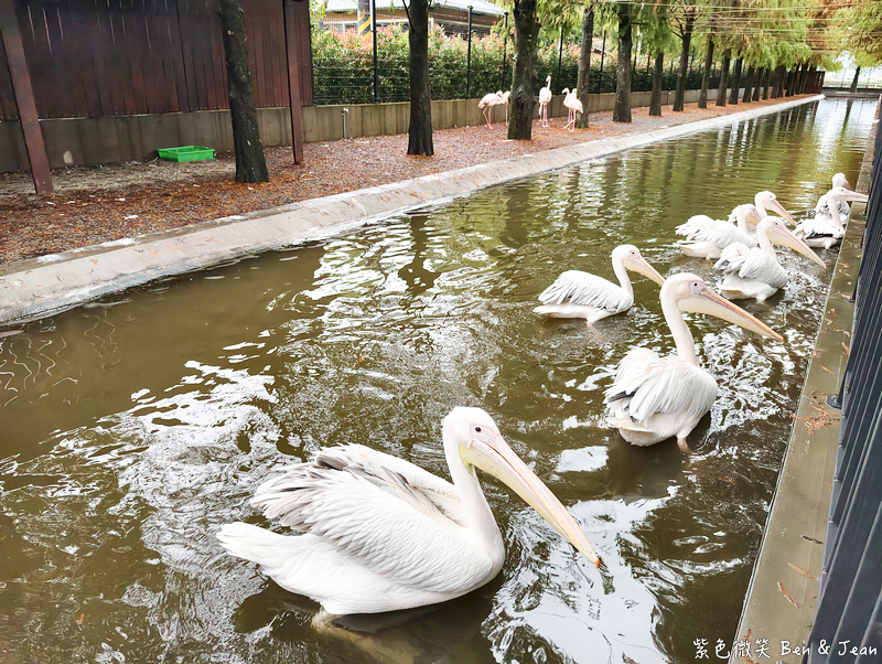 【樹懶餐廳萌寵農場 】超萌室內動物區 x 鵜鶘餵食秀 x精采DIY，晴雨皆宜的親子夢幻樂園part 2 @紫色微笑 Ben Jean 饗樂生活